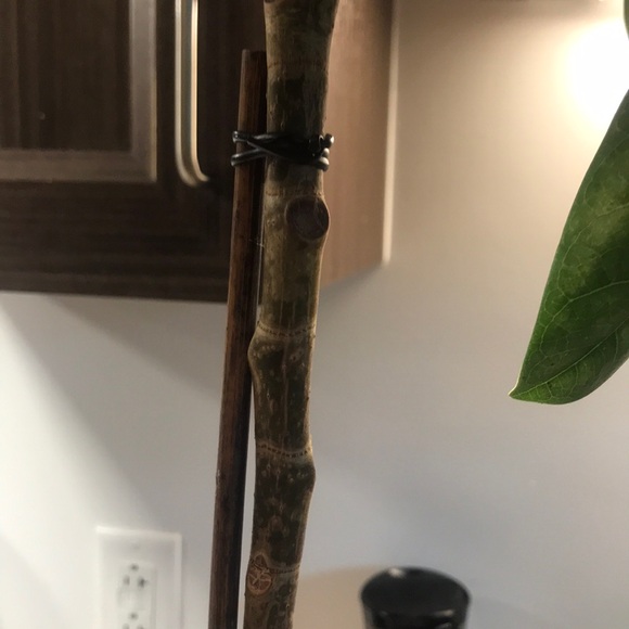 Tall and Large Ficus Audrey - Picture 14 of 16